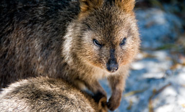 Quokka, Rottnest Island