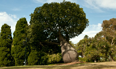 Royal Botanic Garden, Sydney