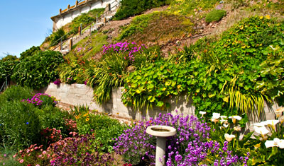 Växter, Alcatraz, San Francisco