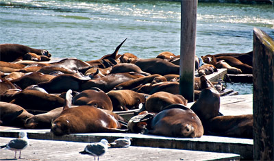 Sälar vid Pier 39, San Francisco
