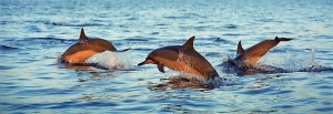 Dolphines, Bali