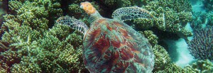 En sköldpadda i Stora Barriärrevet vid Cape Tribulation, Australien