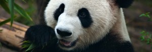 Giant Panda in Chengdu, China Giant Panda in Chengdu, China