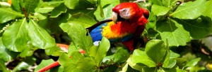 Costa Rica, Scarlet Macaw