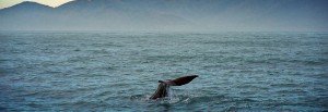 Val i Kaikoura, Nya Zeeland