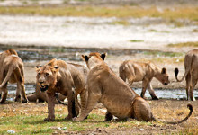 En lejon flock dricker vatten vid Lake Nakuru, Kenya