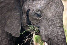 Närkontakt med Elefant i Masai Mara, Kenya