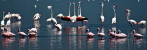 Lake Nakuru Flamingos, Kenya