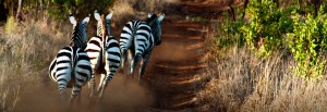 Zebror i Meru National Park, Kenya