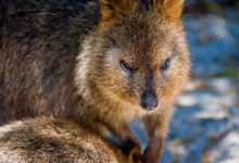 Quokka, Rottnest Island