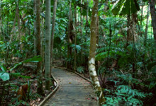 Dubuji boardwalk