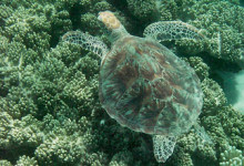 Swimming with turtle, Ocean Safari Tour