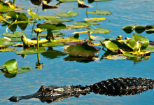 Alligator, Everglades