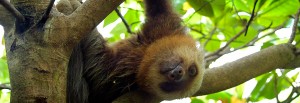 A sloth in Corcovado - Adventure nature wildlife Costa Rica