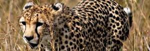 Cheetah in Masai Mara, Kenya