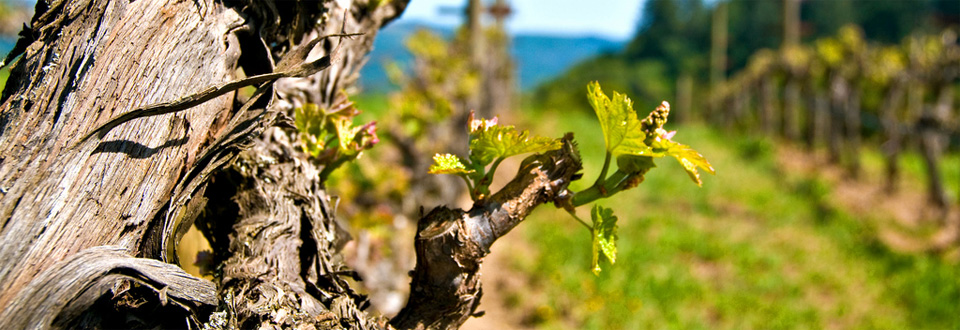 Sonoma, USA
