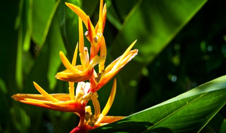 Vacker blomma i trädgården Waka Maya, Sanur Bali