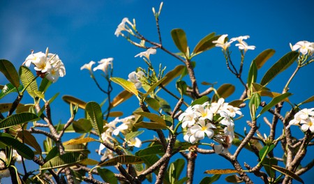 Underbara blommor mot blå himmel, Waka Maya Sanur