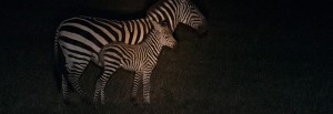 Zebra med föl under nattsafari i Masai Mara, Kenya