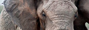 Närbild av elefant i Masai Mara, Kenya