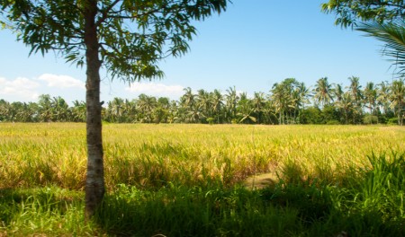 Risfält på väg mot Ubud, Bali