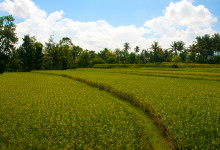 Vackra risfält vid Tukad Ubud, Bali