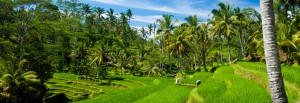 Rice Fields, Gunung Kawi in Ubud, Bali