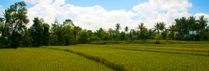 Rice fields, Ubud, Bali Rice fields, Ubud, Bali