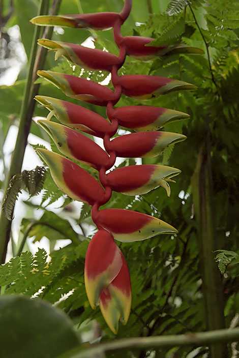 Candikuning, Botaniska trädgårdar, Bali