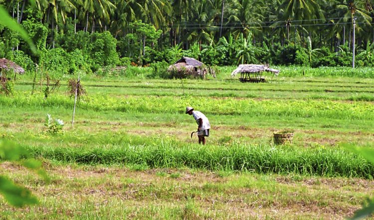 Arbete på fälten i norra Bali