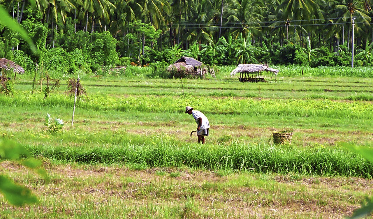 Arbete på fälten i norra Bali