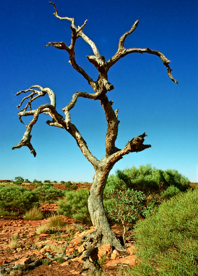 Utsikt över ravin vid Kings Canyon