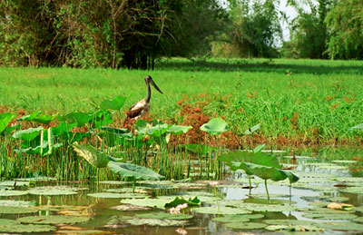 En Jabiru vid vattenbrynet