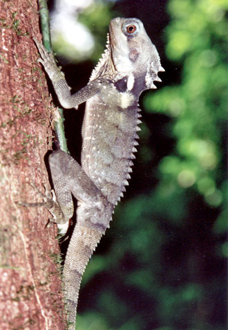 Boyd's Forest Dragon ödla, Mossman Gorge