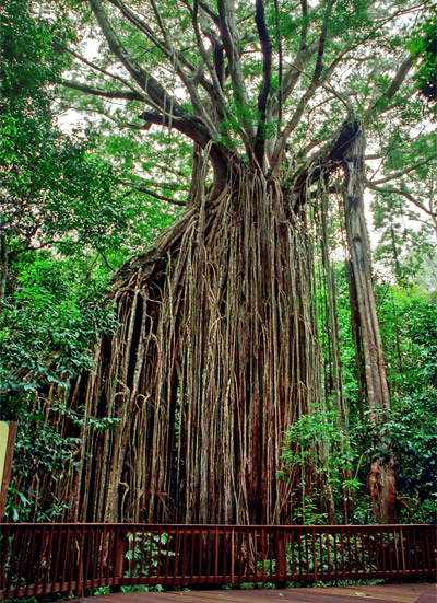 Curtain Fig i Yngaburra