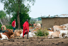 Masajer med sin boskap i en Masai by, Kenya