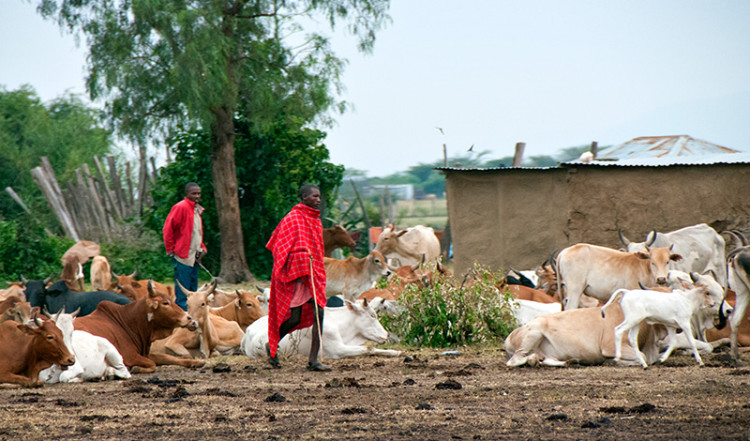 Masajer med sin boskap i en Masai by, Kenya Masajer med sin boskap i en Masai by, Kenya