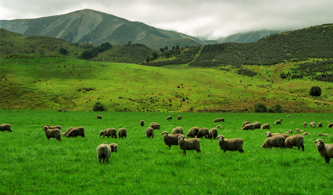 Vy längs Great Alpine Highway, New Zeeland