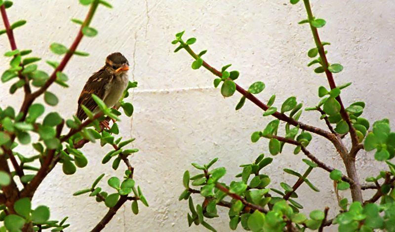 Fågelunge Manilva trädgård