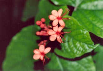Blomma