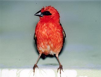 Blöt fågel