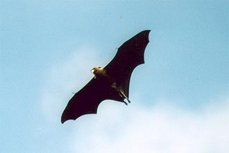 Fladdermus