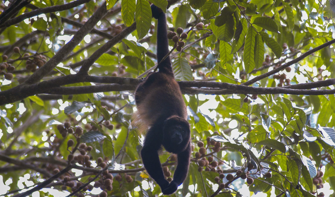 Vrålapa, Costa Rica