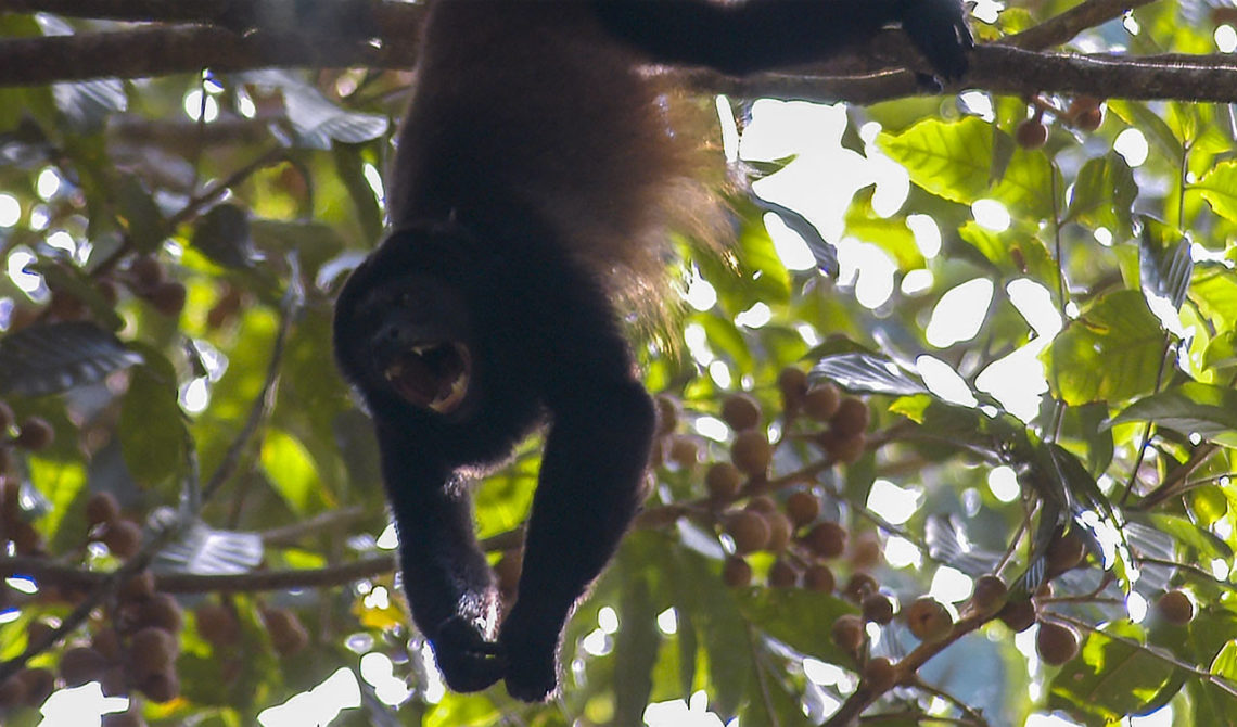 Vrålapa visar tänderna, Costa Rica