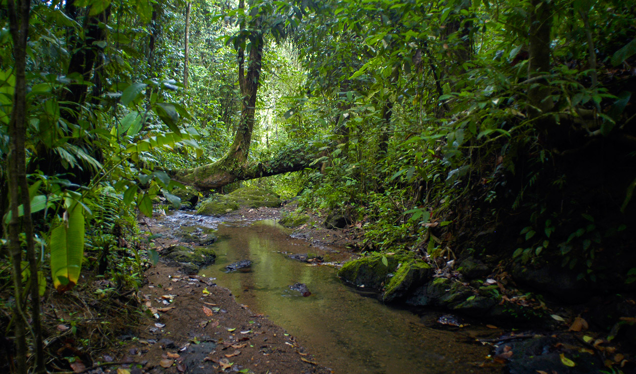 Bäck i Corcovado Nationalpark, Costa Rica