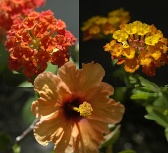 Blommor i trädgården