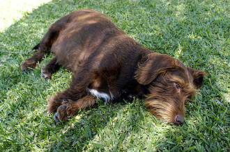 Agustins hund