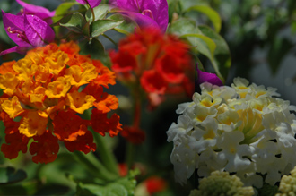 Blommor ifrån trädgården i Monte Viñas