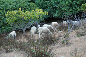 Får vid Monte Viñas sluttning