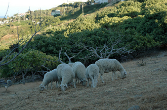 Får i sluttningen vid Monte Viñas